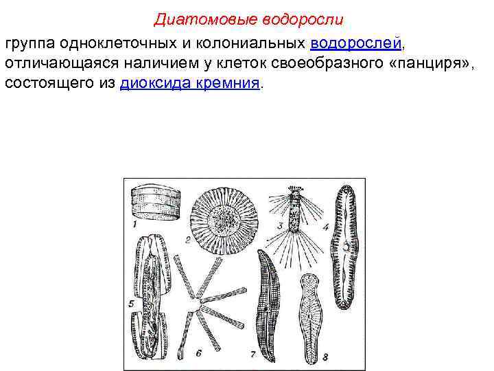 Диатомовые водоросли группа одноклеточных и колониальных водорослей, отличающаяся наличием у клеток своеобразного «панциря» ,