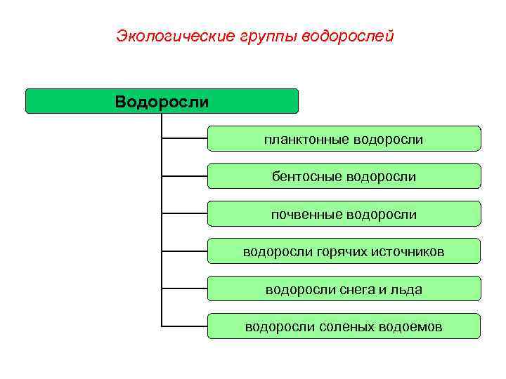 Экологические группы водорослей Водоросли планктонные водоросли бентосные водоросли почвенные водоросли горячих источников водоросли снега