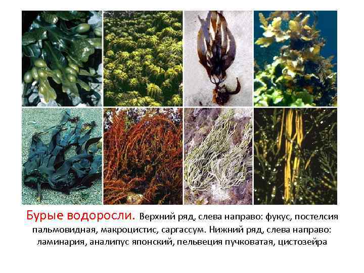 Бурые водоросли. Верхний ряд, слева направо: фукус, постелсия пальмовидная, макроцистис, саргассум. Нижний ряд, слева