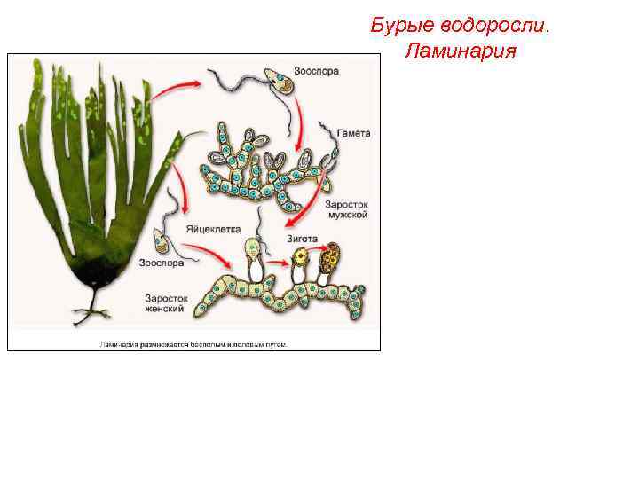 Бурые водоросли. Ламинария 