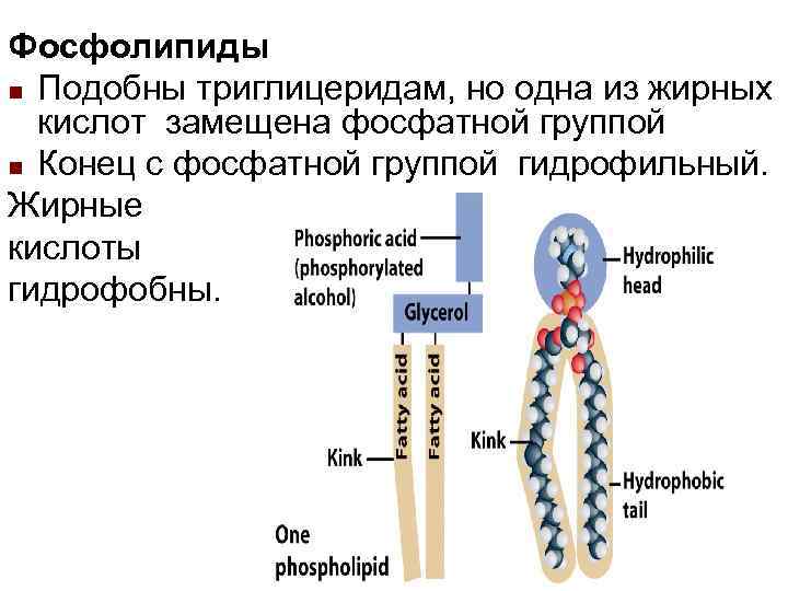 Фосфолипиды n Подобны триглицеридам, но одна из жирных кислот замещена фосфатной группой n Конец