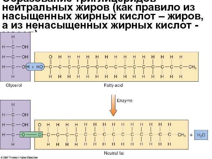 Образование триглицеридов нейтральных жиров (как правило из насыщенных жирных кислот – жиров, а из