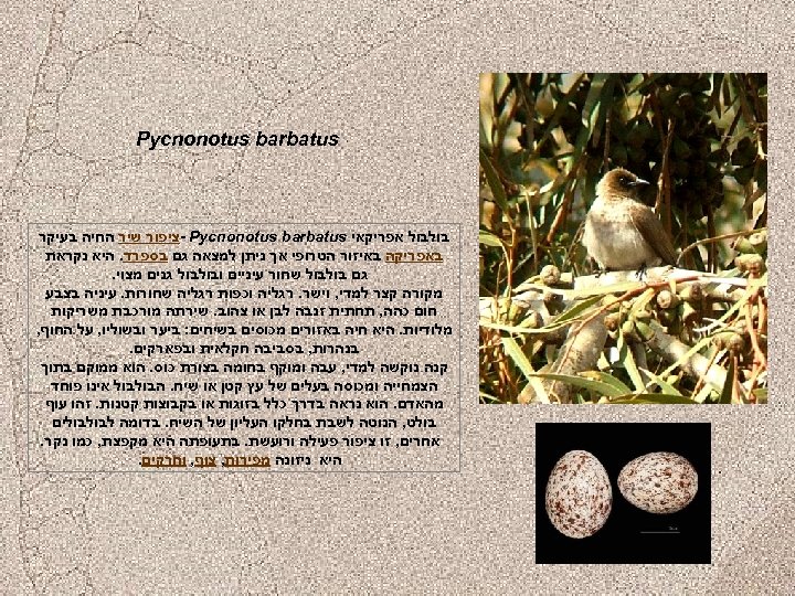  Pycnonotus barbatus בולבול אפריקאי - Pycnonotus barbatus ציפור שיר החיה בעיקר באפריקה באיזור