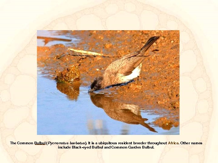 The Common Bulbul ( Pycnonotus barbatus). It is a ubiquitous resident breeder throughout Africa.