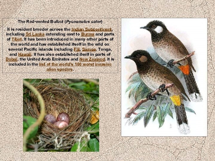 The Red-vented Bulbul (Pycnonotus cafer) It is resident breeder across the Indian Subcontinent, including