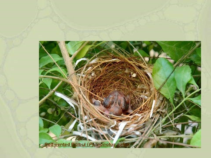 Red-vented Bulbul (Pycnonotus cafer) 