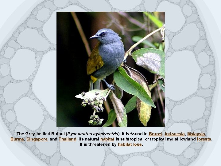 The Grey-bellied Bulbul (Pycnonotus cyaniventris). It is found in Brunei, Indonesia, Malaysia, Burma, Singapore,