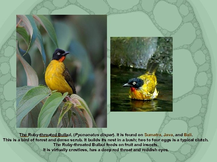 The Ruby-throated Bulbul, (Pycnonotus dispar). It is found on Sumatra, Java, and Bali. This