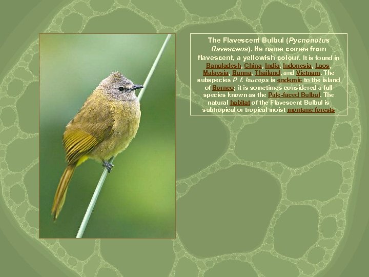 The Flavescent Bulbul (Pycnonotus flavescens). Its name comes from flavescent, a yellowish colour. It
