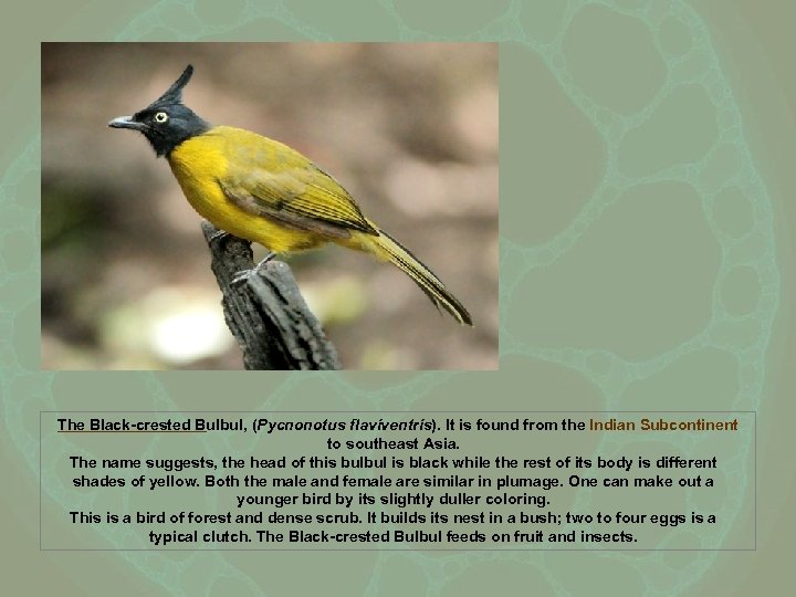 The Black-crested Bulbul, (Pycnonotus flaviventris). It is found from the Indian Subcontinent to southeast