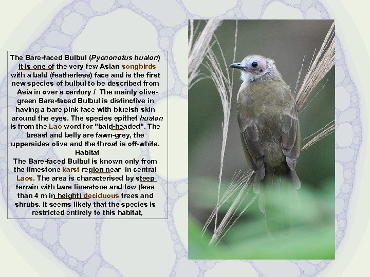 The Bare-faced Bulbul (Pycnonotus hualon) It is one of the very few Asian songbirds