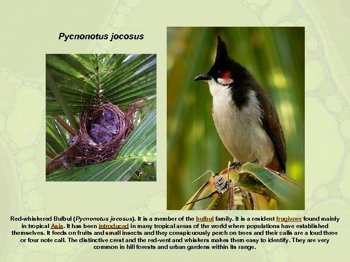Pycnonotus jocosus Red-whiskered Bulbul (Pycnonotus jocosus). It is a member of the bulbul family.