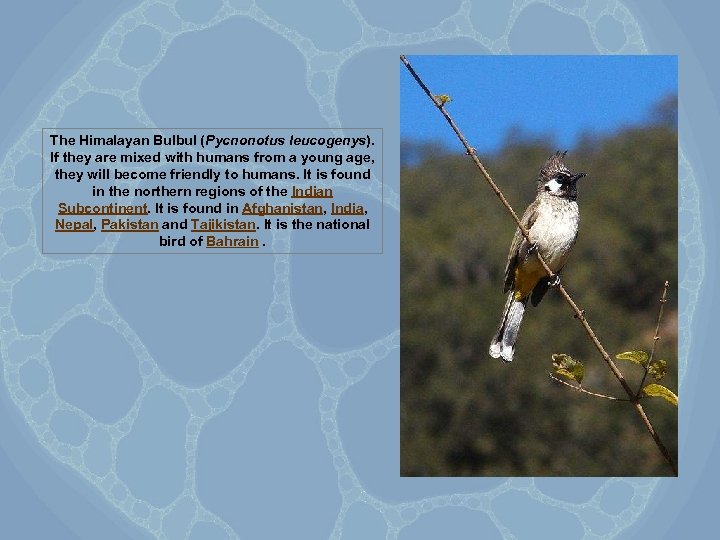The Himalayan Bulbul (Pycnonotus leucogenys). If they are mixed with humans from a young