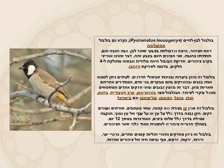  בולבול לבן-לחיים ) , (Pycnonotus leucogenys נקרא גם בולבול ההימלאיה ראש הציפור, גרונה