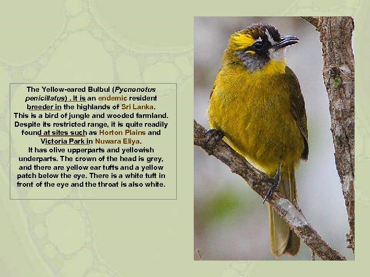 The Yellow-eared Bulbul (Pycnonotus penicillatus). It is an endemic resident breeder in the highlands