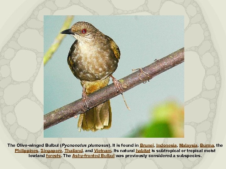 The Olive-winged Bulbul (Pycnonotus plumosus). It is found in Brunei, Indonesia, Malaysia, Burma, the