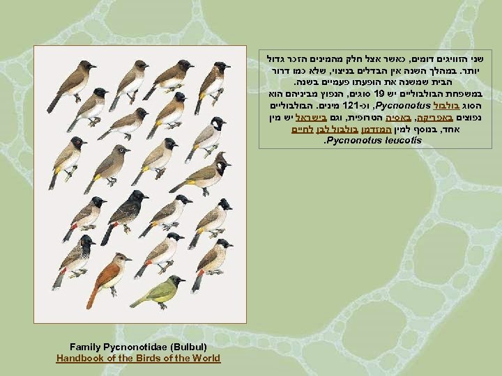  שני הזוויגים דומים, כאשר אצל חלק מהמינים הזכר גדול יותר. במהלך השנה אין