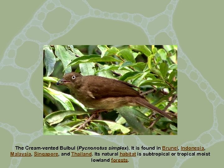 The Cream-vented Bulbul (Pycnonotus simplex). It is found in Brunei, Indonesia, Malaysia, Singapore, and