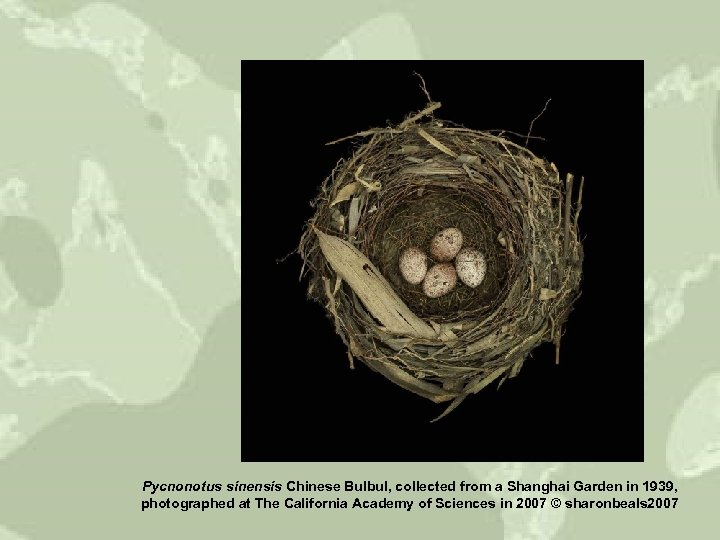 Pycnonotus sinensis Chinese Bulbul, collected from a Shanghai Garden in 1939, photographed at The