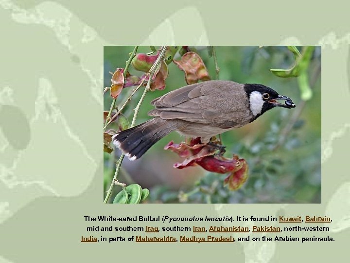 The White-eared Bulbul (Pycnonotus leucotis). It is found in Kuwait, Bahrain, mid and southern