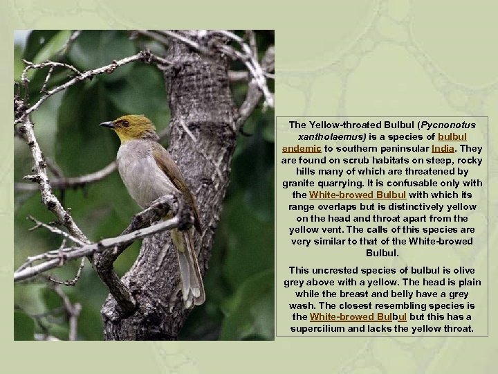 The Yellow-throated Bulbul (Pycnonotus xantholaemus) is a species of bulbul endemic to southern peninsular