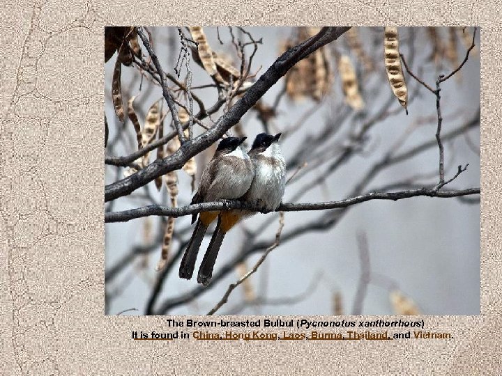 The Brown-breasted Bulbul (Pycnonotus xanthorrhous) It is found in China, Hong Kong, Laos, Burma,