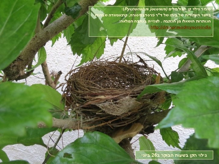  סיפור גילוי קן הבולבולים ) (Pycnonotus jocosus בחצר האחורית של ביתו של ד