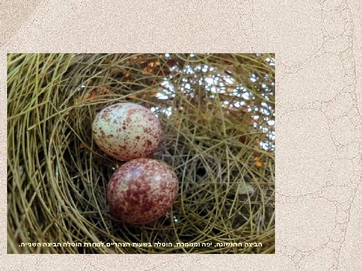  הביצה הראשונה, יפה ומנומרת, הוטלה בשעות הצהריים, למחרת הוטלה הביצה השנייה. 