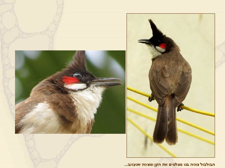  הבולבול צופה בנו מצלמים את הקן ומצפה שנעזוב. . . 