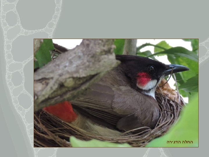  החלה הדגירה 