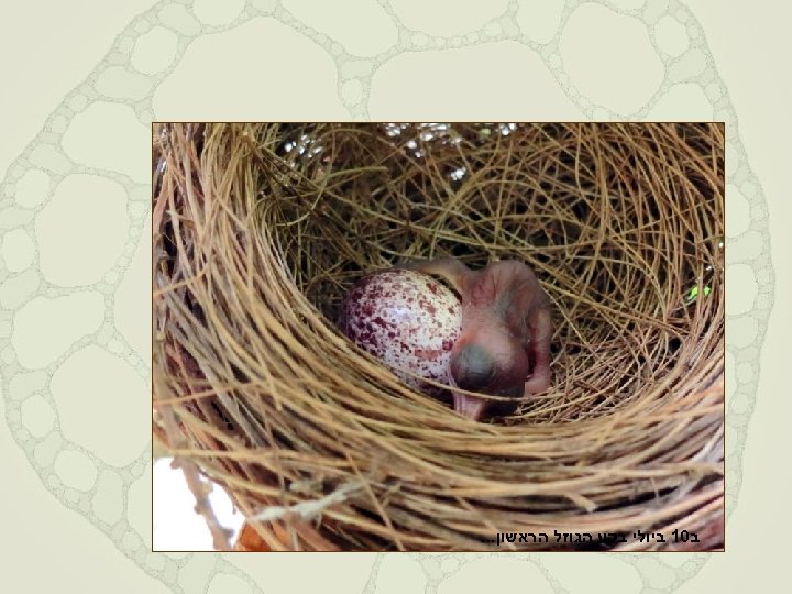  ב 01 ביולי בקע הגוזל הראשון. . . 