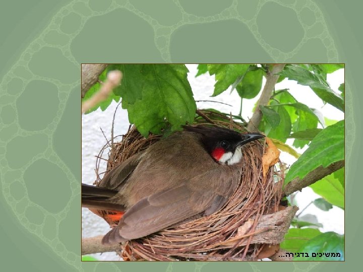  ממשיכים בדגירה. . . 