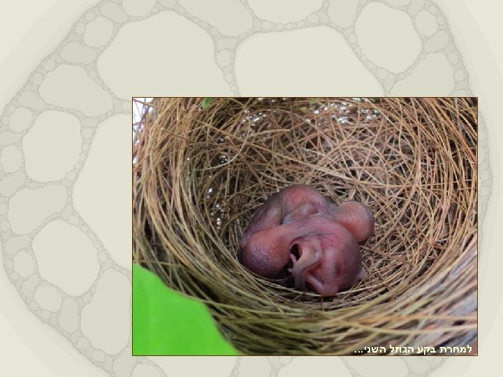  למחרת בקע הגוזל השני. . . 