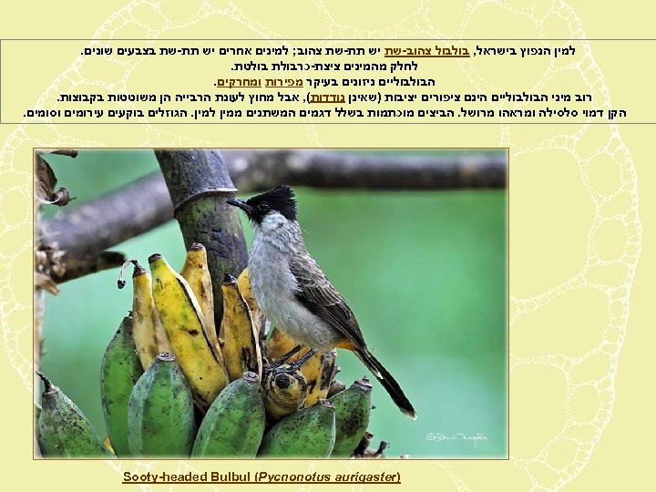  למין הנפוץ בישראל, בולבול צהוב-שת יש תת-שת צהוב; למינים אחרים יש תת-שת בצבעים