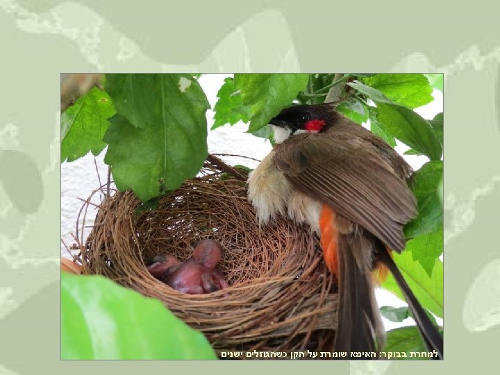  למחרת בבוקר: האימא שומרת על הקן כשהגוזלים ישנים 