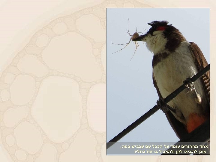  אחד מההורים עומד על הכבל עם עכביש בפה, מוכן להביאו לקן ולהאכיל בו