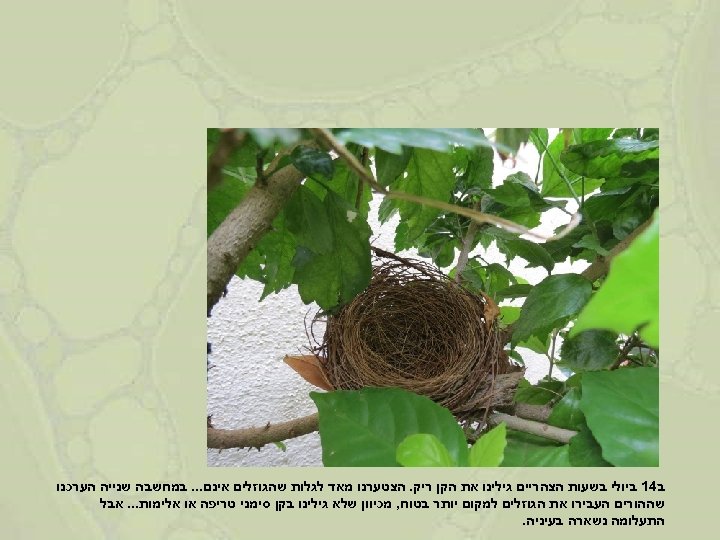  ב 41 ביולי בשעות הצהריים גילינו את הקן ריק. הצטערנו מאד לגלות שהגוזלים