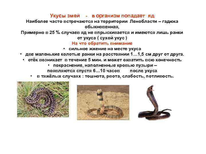 Укусы змей - в организм попадает яд Наиболее часто встречаются на территории Ленобласти –