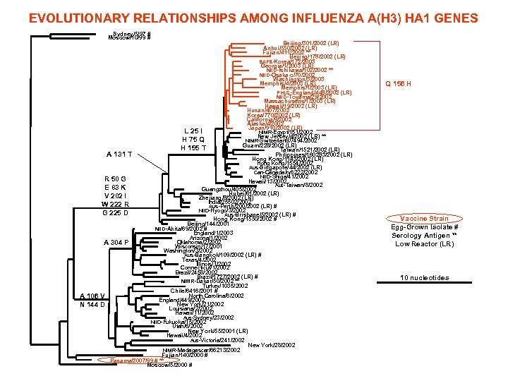 EVOLUTIONARY RELATIONSHIPS AMONG INFLUENZA A(H 3) HA 1 GENES Sydney/5/97 # Moscow/10/99 # A