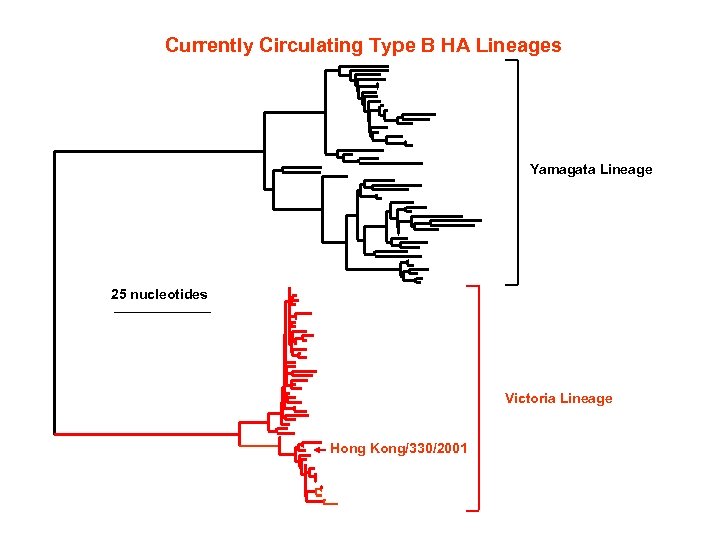 Currently Circulating Type B HA Lineages Yamagata Lineage 25 nucleotides Victoria Lineage Hong Kong/330/2001