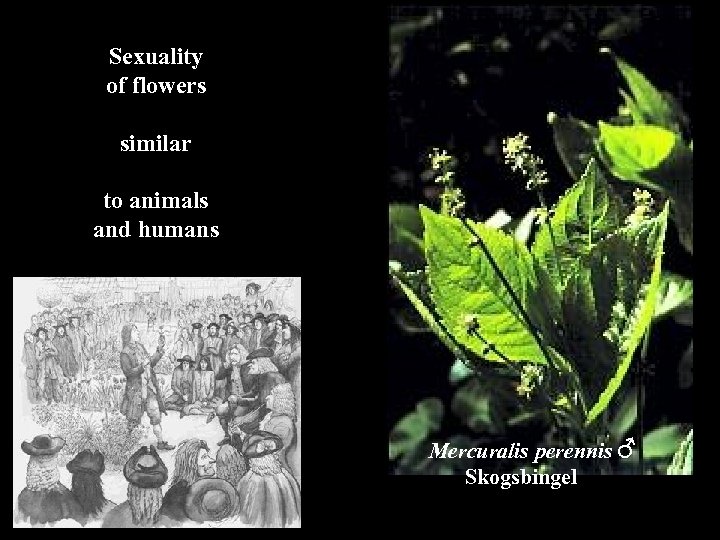 Sexuality of flowers similar to animals The sexuality of flowers and humans Mercuralis perennis