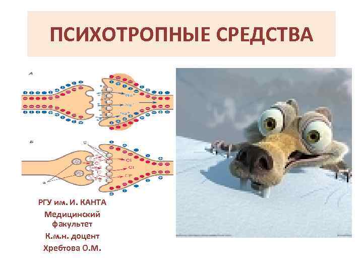 ПСИХОТРОПНЫЕ СРЕДСТВА РГУ им. И. КАНТА Медицинский факультет К. м. н. доцент Хребтова О.