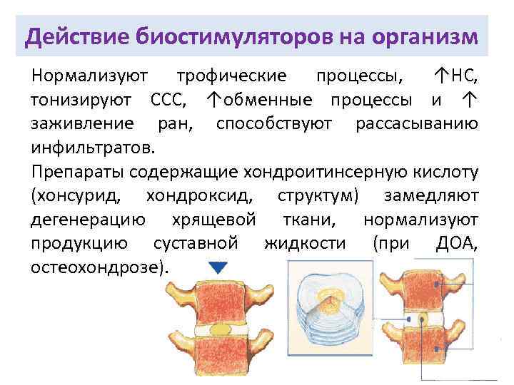 Действие биостимуляторов на организм Нормализуют трофические процессы, ↑НС, тонизируют ССС, ↑обменные процессы и ↑