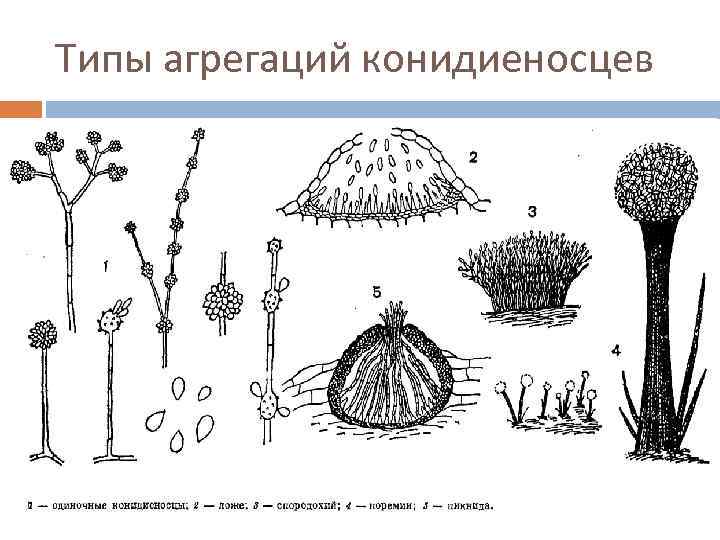 Типы агрегаций конидиеносцев 
