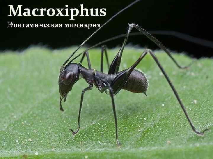 Macroxiphus Эпигамическая мимикрия 