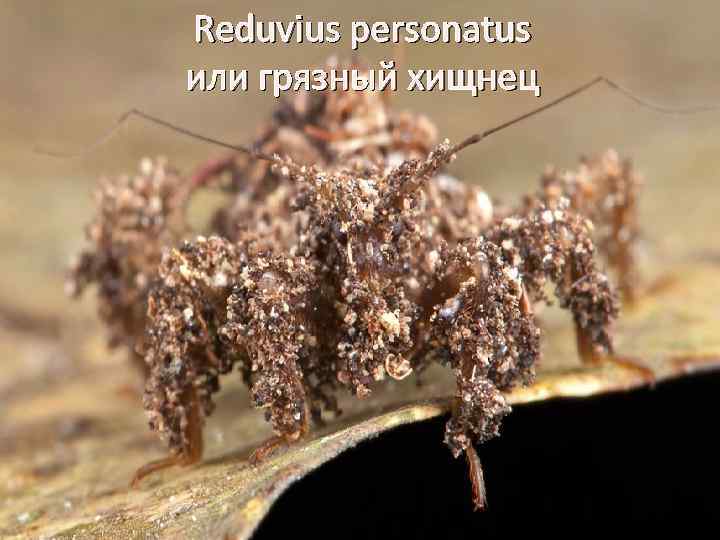 Reduvius personatus или грязный хищнец 