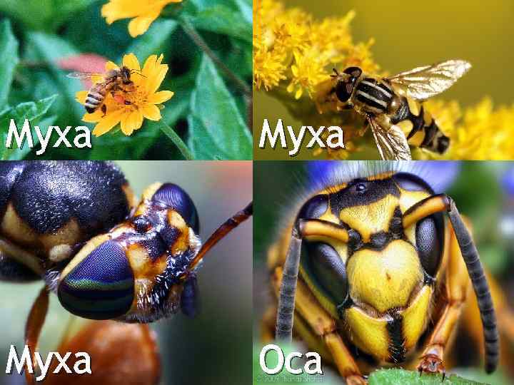 Муха Оса 