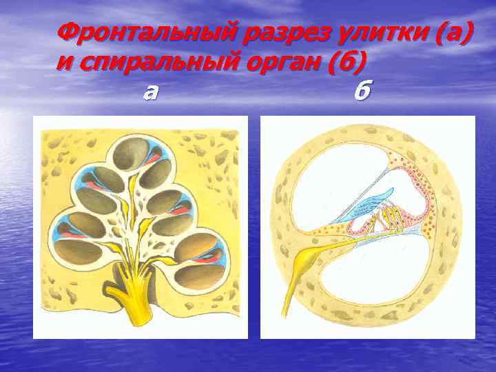 Фронтальный разрез улитки (а) и спиральный орган (б) а б 