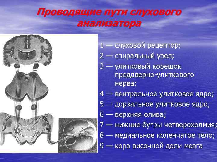 Проводящие пути слухового анализатора 1 — слуховой рецептор; 2 — спиральный узел; 3 —