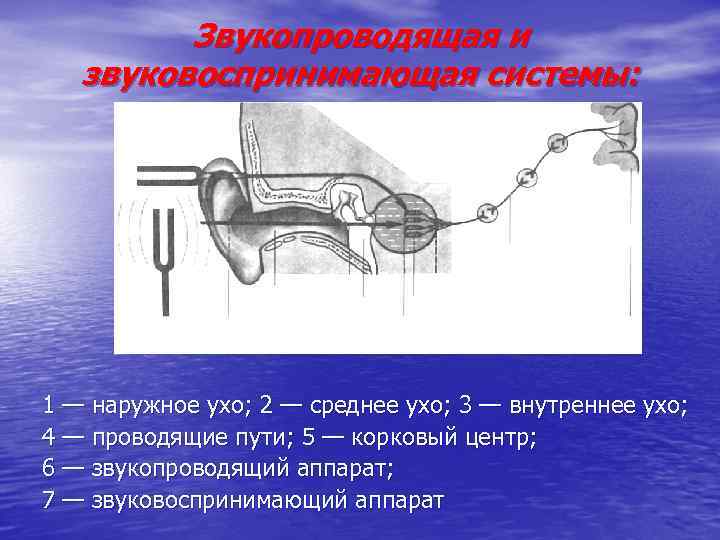 Звукопроводящая и звуковоспринимающая системы: 1 — наружное ухо; 2 — среднее ухо; 3 —